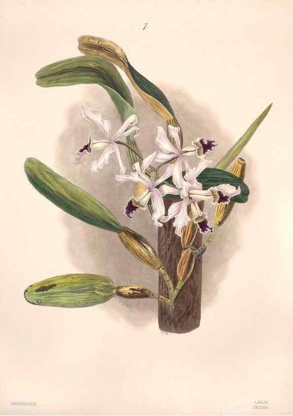 Reproducción/Reproduction 32904013557: Brazilian flowers drawn from nature in the years 1880-1882,. Coombe Croft,1893.. 