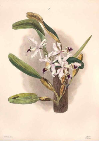 Reproducción/Reproduction 32904013557: Brazilian flowers drawn from nature in the years 1880-1882,. Coombe Croft,1893.. 
