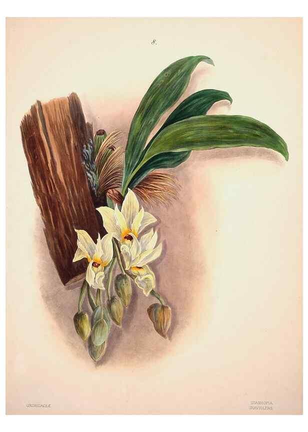 Reproducción/Reproduction 46931796555: Brazilian flowers drawn from nature in the years 1880-1882,. Coombe Croft,1893.. 