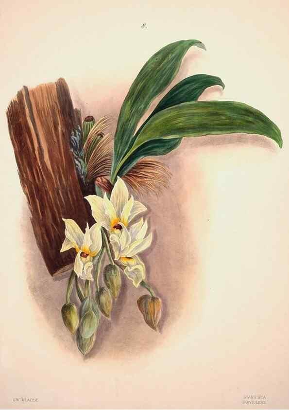 Reproducción/Reproduction 46931796555: Brazilian flowers drawn from nature in the years 1880-1882,. Coombe Croft,1893.. 