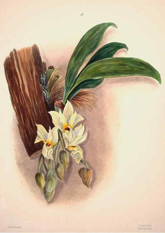 Reproducción/Reproduction 46931796555: Brazilian flowers drawn from nature in the years 1880-1882,. Coombe Croft,1893.. 