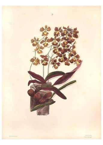 Reproducción/Reproduction 47795874172: Brazilian flowers drawn from nature in the years 1880-1882,. Coombe Croft,1893.. 