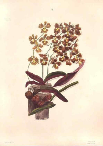 Reproducción/Reproduction 47795874172: Brazilian flowers drawn from nature in the years 1880-1882,. Coombe Croft,1893.. 