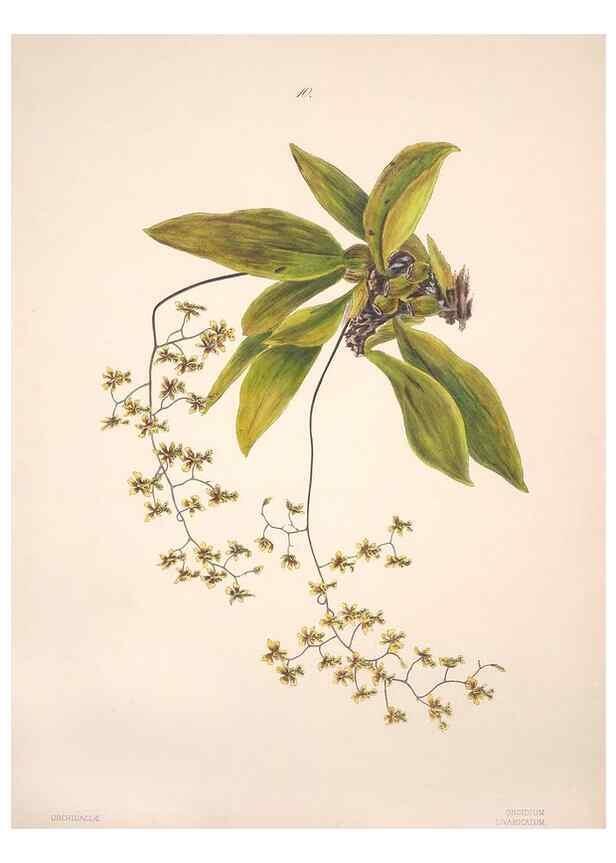 Reproducción/Reproduction 47795874632: Brazilian flowers drawn from nature in the years 1880-1882,. Coombe Croft,1893.. 