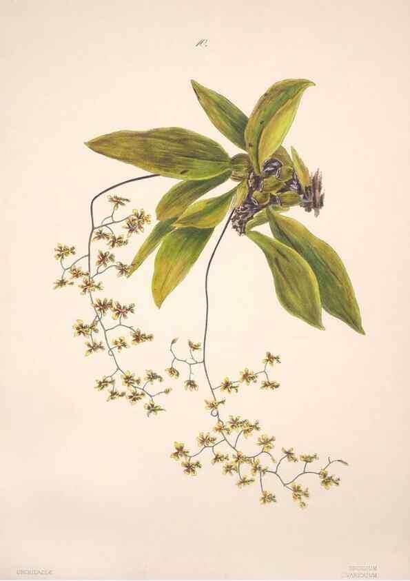 Reproducción/Reproduction 47795874632: Brazilian flowers drawn from nature in the years 1880-1882,. Coombe Croft,1893.. 