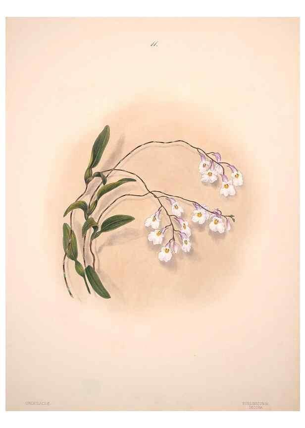 Reproducción/Reproduction 47795875042: Brazilian flowers drawn from nature in the years 1880-1882,. Coombe Croft,1893.. 