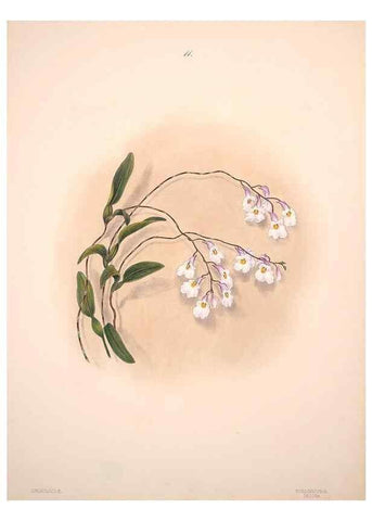 Reproducción/Reproduction 47795875042: Brazilian flowers drawn from nature in the years 1880-1882,. Coombe Croft,1893.. 