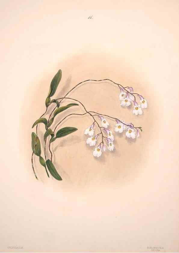 Reproducción/Reproduction 47795875042: Brazilian flowers drawn from nature in the years 1880-1882,. Coombe Croft,1893.. 