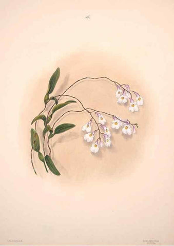 Reproducción/Reproduction 47795875042: Brazilian flowers drawn from nature in the years 1880-1882,. Coombe Croft,1893.. 