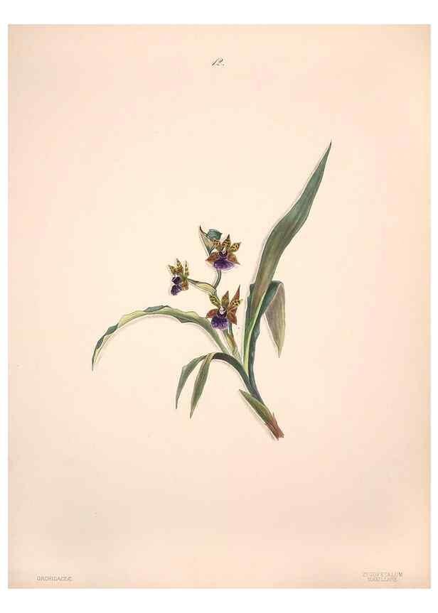 Reproducción/Reproduction 40881242073: Brazilian flowers drawn from nature in the years 1880-1882,. Coombe Croft,1893.. 