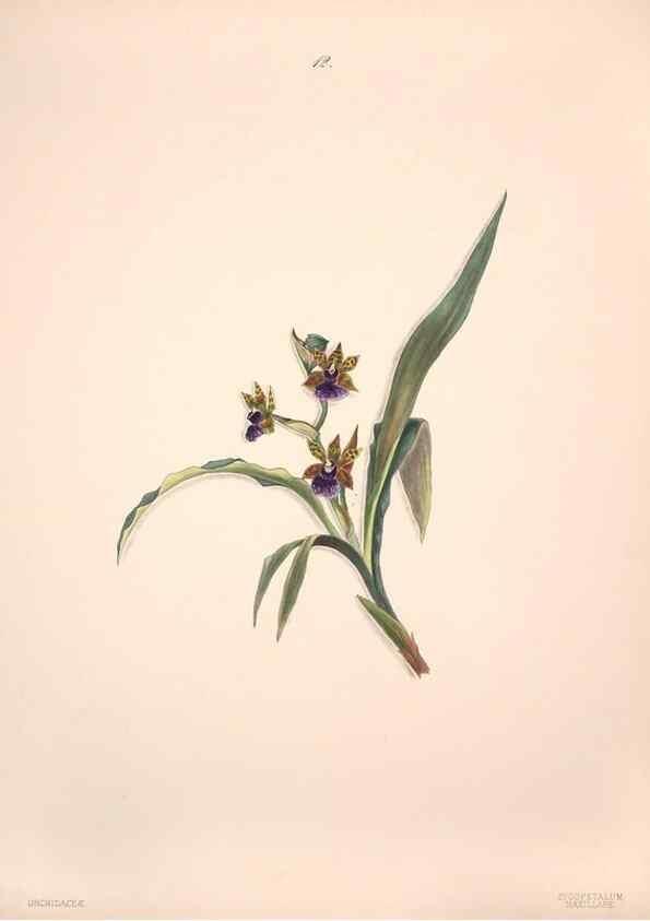 Reproducción/Reproduction 40881242073: Brazilian flowers drawn from nature in the years 1880-1882,. Coombe Croft,1893.. 
