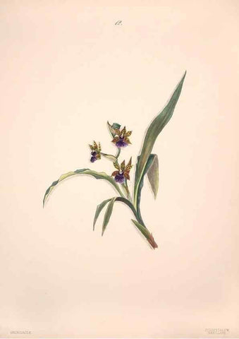 Reproducción/Reproduction 40881242073: Brazilian flowers drawn from nature in the years 1880-1882,. Coombe Croft,1893.. 