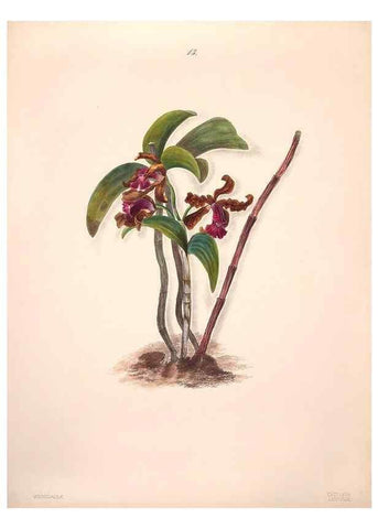 Reproducción/Reproduction 47848134571: Brazilian flowers drawn from nature in the years 1880-1882,. Coombe Croft,1893.. 