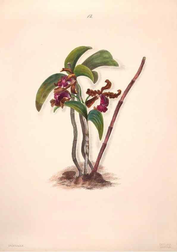 Reproducción/Reproduction 47848134571: Brazilian flowers drawn from nature in the years 1880-1882,. Coombe Croft,1893.. 