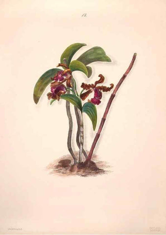 Reproducción/Reproduction 47848134571: Brazilian flowers drawn from nature in the years 1880-1882,. Coombe Croft,1893.. 