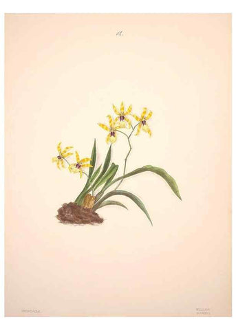 Reproducción/Reproduction 46931799855: Brazilian flowers drawn from nature in the years 1880-1882,. Coombe Croft,1893.. 