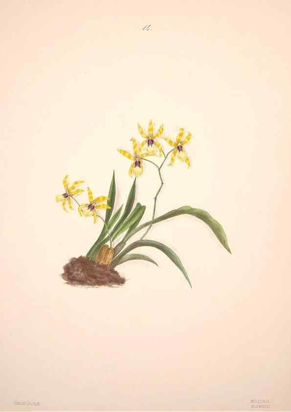 Reproducción/Reproduction 46931799855: Brazilian flowers drawn from nature in the years 1880-1882,. Coombe Croft,1893.. 