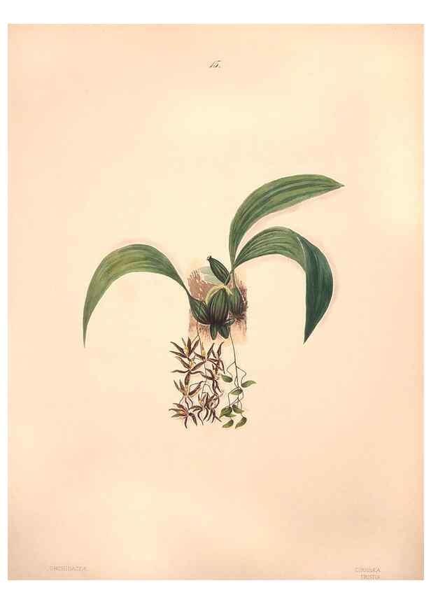 Reproducción/Reproduction 40881244063: Brazilian flowers drawn from nature in the years 1880-1882,. Coombe Croft,1893.. 