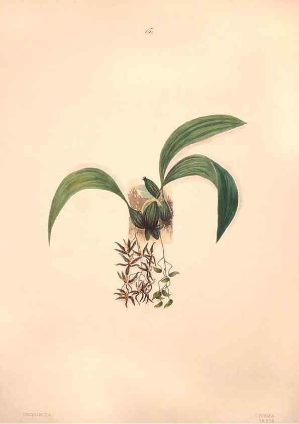 Reproducción/Reproduction 40881244063: Brazilian flowers drawn from nature in the years 1880-1882,. Coombe Croft,1893.. 