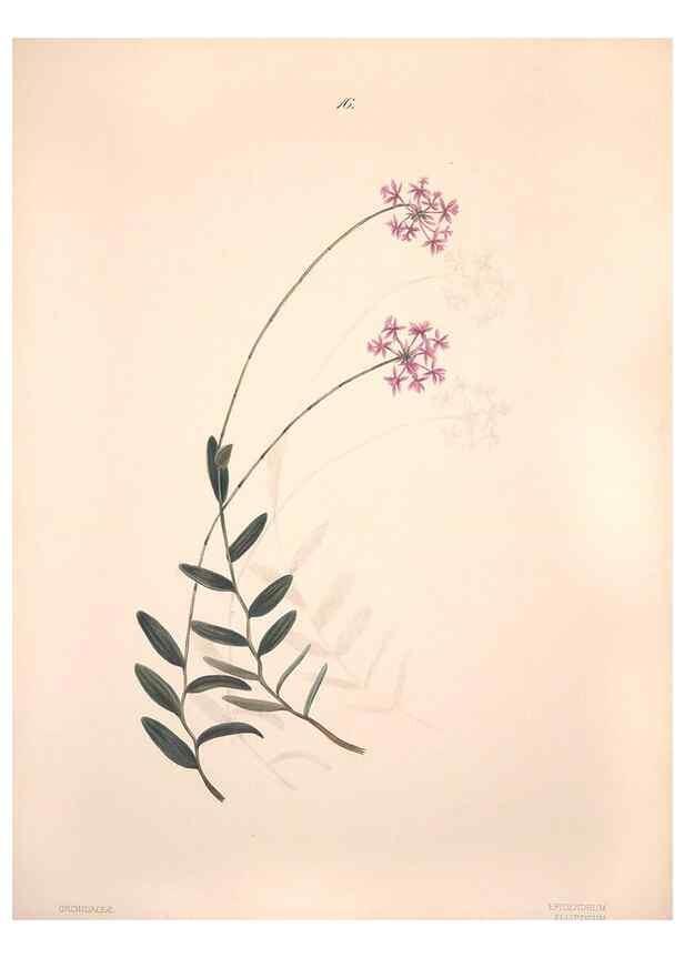 Reproducción/Reproduction 46931800935: Brazilian flowers drawn from nature in the years 1880-1882,. Coombe Croft,1893.. 
