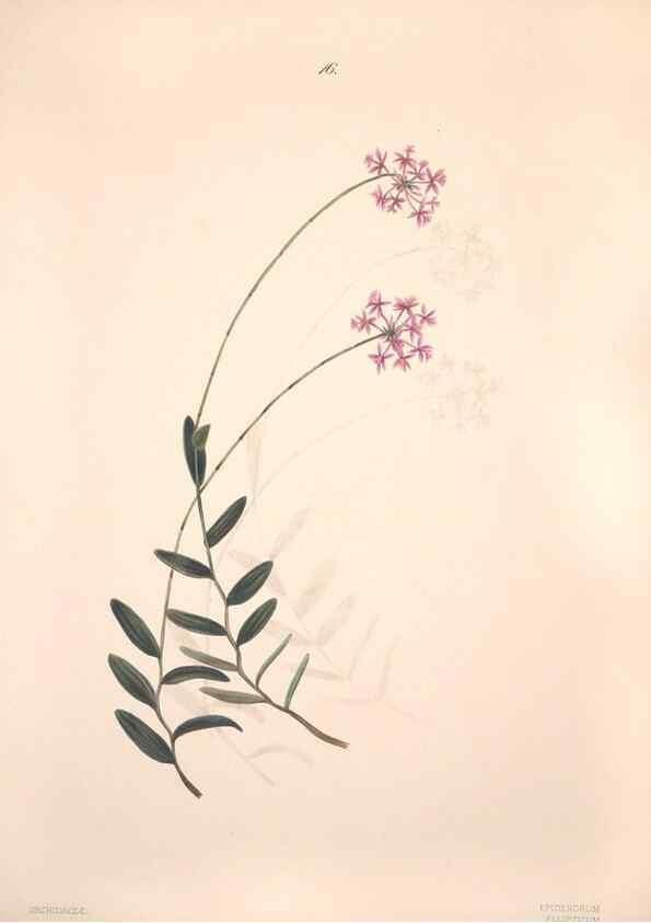 Reproducción/Reproduction 46931800935: Brazilian flowers drawn from nature in the years 1880-1882,. Coombe Croft,1893.. 