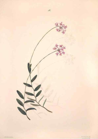 Reproducción/Reproduction 46931800935: Brazilian flowers drawn from nature in the years 1880-1882,. Coombe Croft,1893.. 