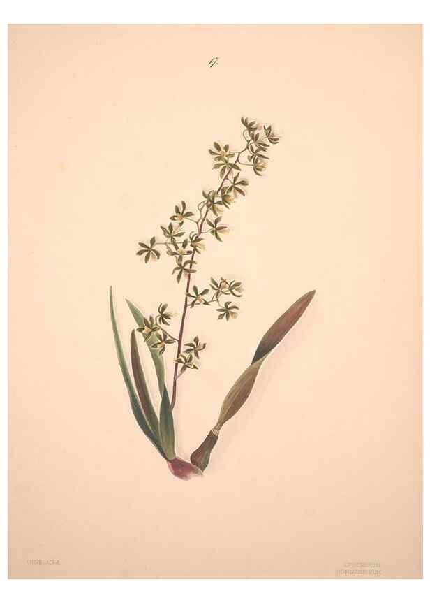 Reproducción/Reproduction 32904016477: Brazilian flowers drawn from nature in the years 1880-1882,. Coombe Croft,1893.. 