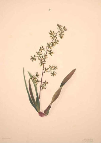 Reproducción/Reproduction 32904016477: Brazilian flowers drawn from nature in the years 1880-1882,. Coombe Croft,1893.. 