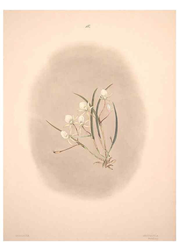 Reproducción/Reproduction 47795877872: Brazilian flowers drawn from nature in the years 1880-1882,. Coombe Croft,1893.. 