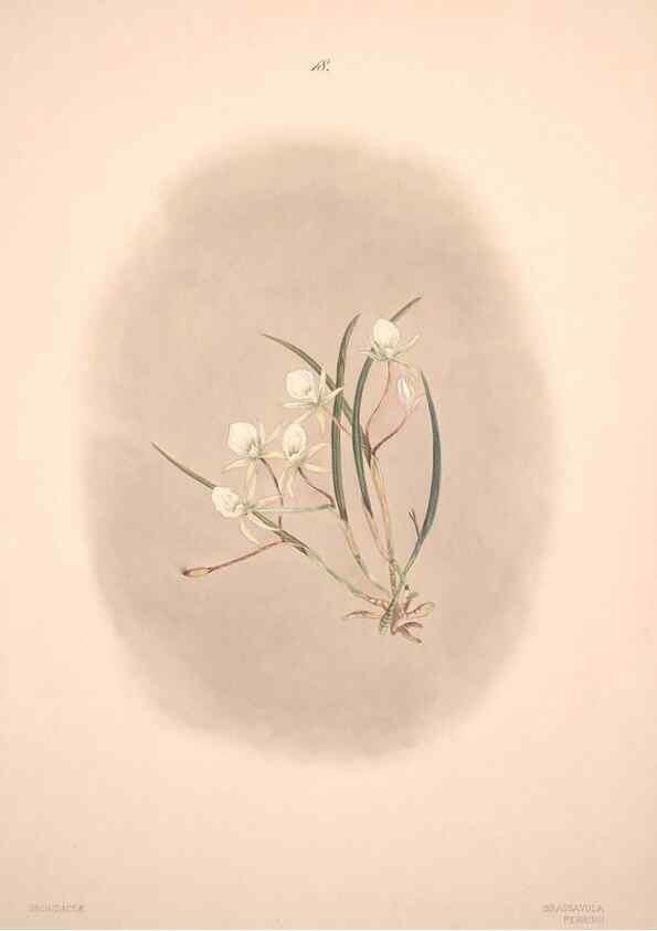 Reproducción/Reproduction 47795877872: Brazilian flowers drawn from nature in the years 1880-1882,. Coombe Croft,1893.. 