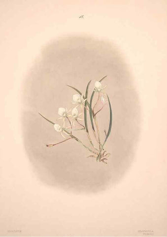 Reproducción/Reproduction 47795877872: Brazilian flowers drawn from nature in the years 1880-1882,. Coombe Croft,1893.. 