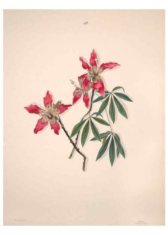 Reproducción/Reproduction 47795880072: Brazilian flowers drawn from nature in the years 1880-1882,. Coombe Croft,1893.. 