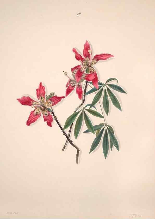 Reproducción/Reproduction 47795880072: Brazilian flowers drawn from nature in the years 1880-1882,. Coombe Croft,1893.. 