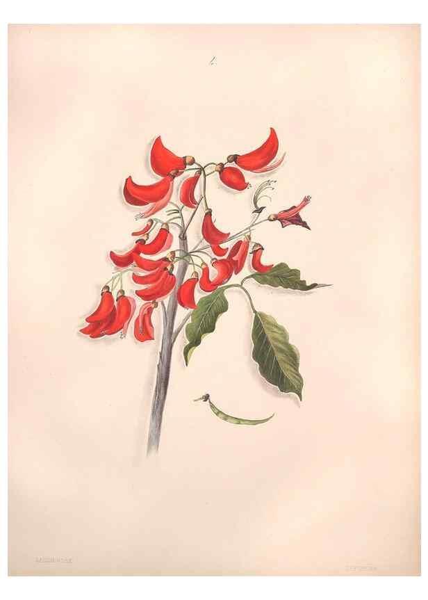 Reproducción/Reproduction 47058429754: Brazilian flowers drawn from nature in the years 1880-1882,. Coombe Croft,1893.. 