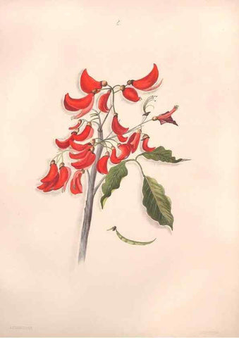Reproducción/Reproduction 47058429754: Brazilian flowers drawn from nature in the years 1880-1882,. Coombe Croft,1893.. 