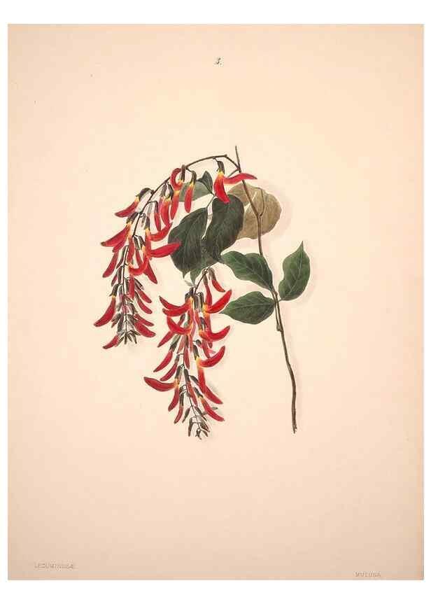 Reproducción/Reproduction 47795873142: Brazilian flowers drawn from nature in the years 1880-1882,. Coombe Croft,1893.. 
