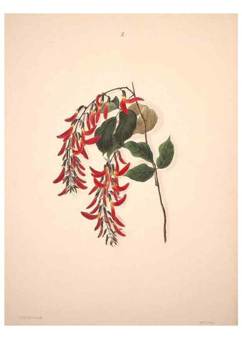Reproducción/Reproduction 47795873142: Brazilian flowers drawn from nature in the years 1880-1882,. Coombe Croft,1893.. 