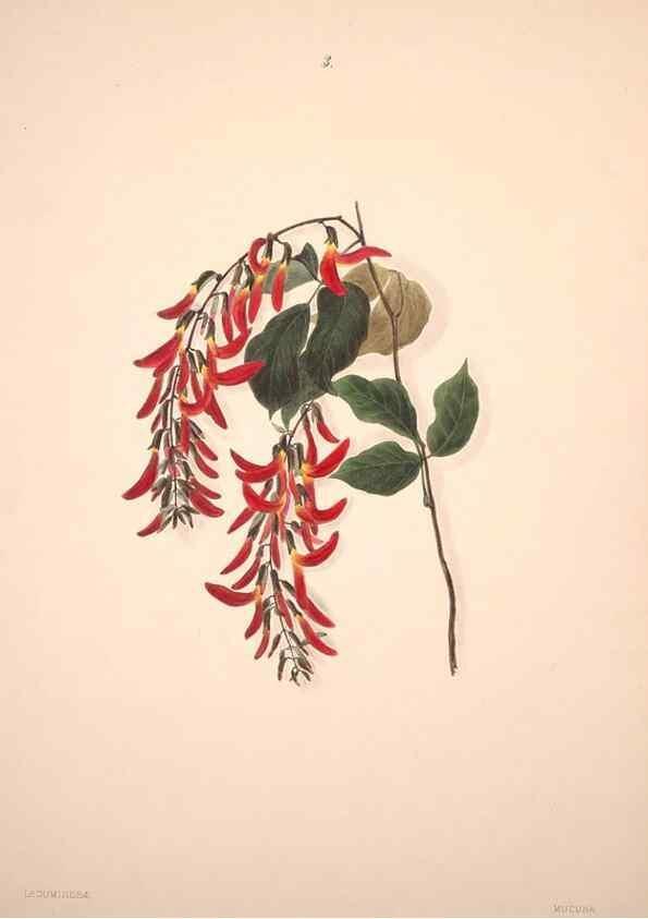 Reproducción/Reproduction 47795873142: Brazilian flowers drawn from nature in the years 1880-1882,. Coombe Croft,1893.. 