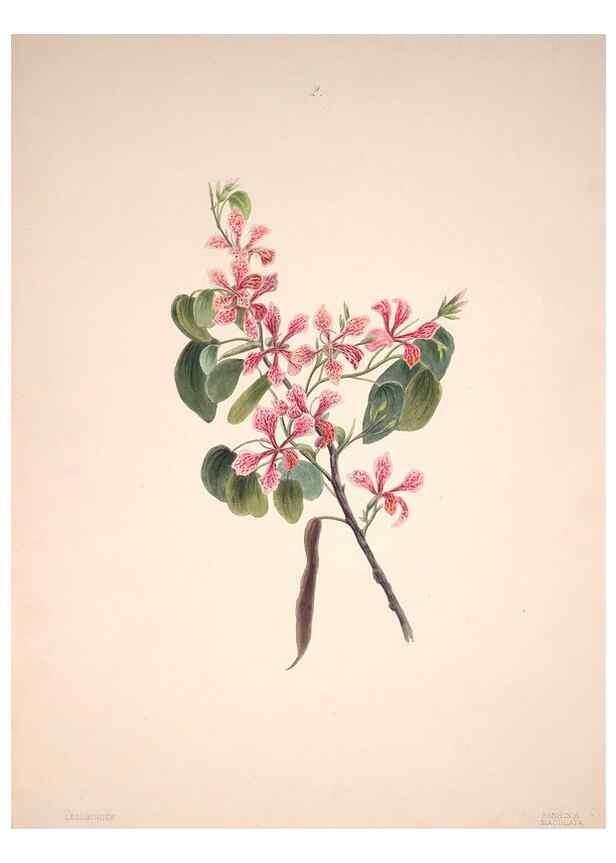 Reproducción/Reproduction 47848126911: Brazilian flowers drawn from nature in the years 1880-1882,. Coombe Croft,1893.. 