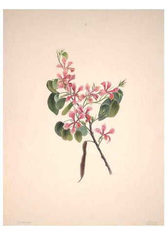Reproducción/Reproduction 47848126911: Brazilian flowers drawn from nature in the years 1880-1882,. Coombe Croft,1893.. 