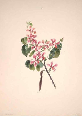 Reproducción/Reproduction 47848126911: Brazilian flowers drawn from nature in the years 1880-1882,. Coombe Croft,1893.. 