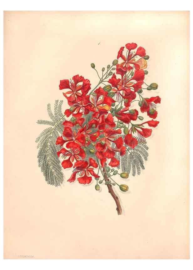 Reproducción/Reproduction 47058429224: Brazilian flowers drawn from nature in the years 1880-1882,. Coombe Croft,1893.. 