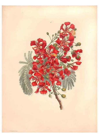 Reproducción/Reproduction 47058429224: Brazilian flowers drawn from nature in the years 1880-1882,. Coombe Croft,1893.. 