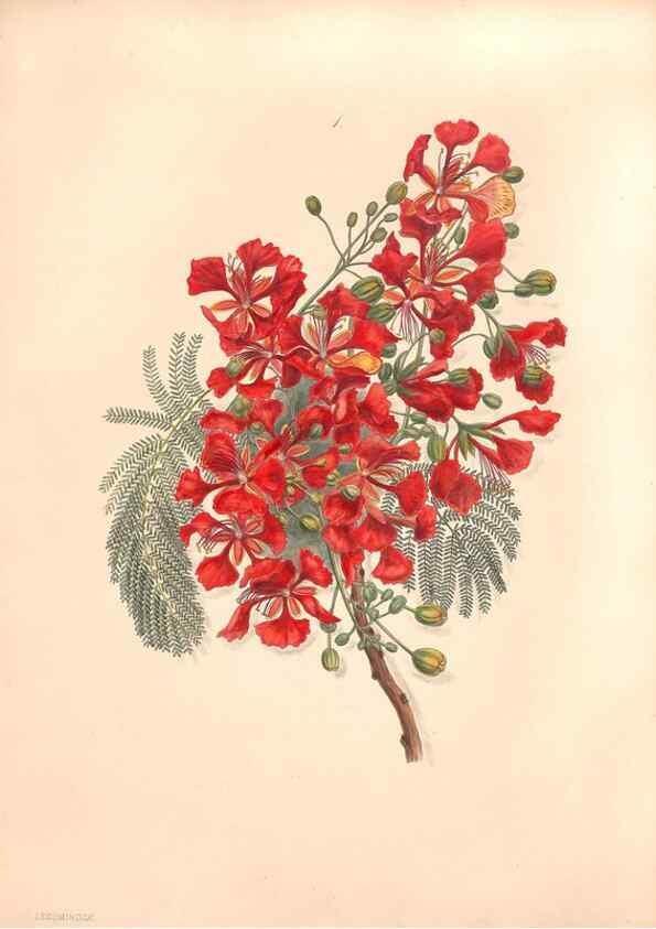 Reproducción/Reproduction 47058429224: Brazilian flowers drawn from nature in the years 1880-1882,. Coombe Croft,1893.. 