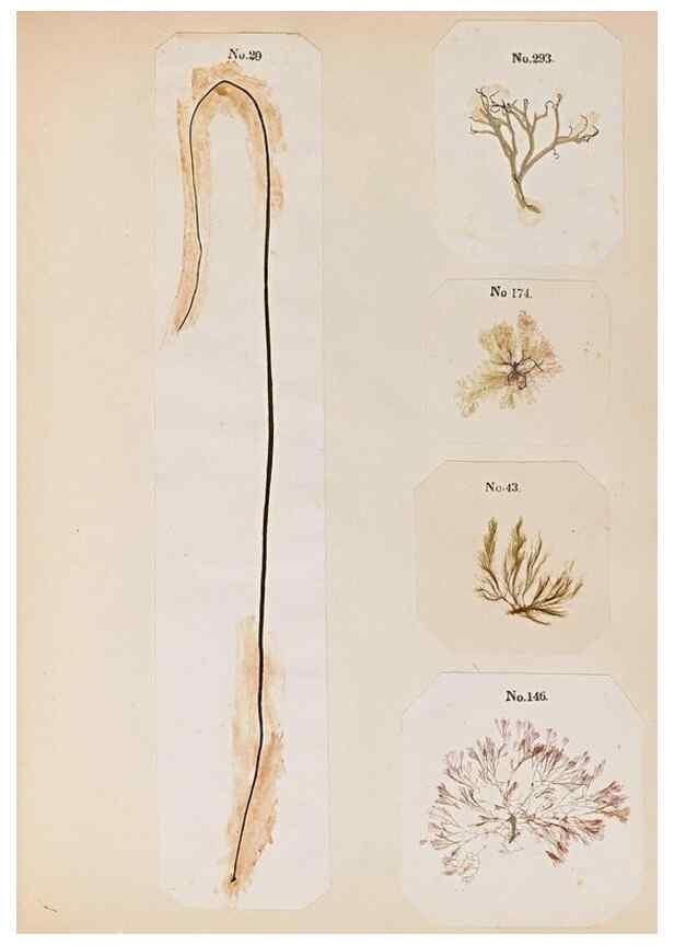 Reproducción/Reproduction 32897205857: Algae and corallines of the bay & harbor of New York /. New York :G.P. Putnam,1850.. 