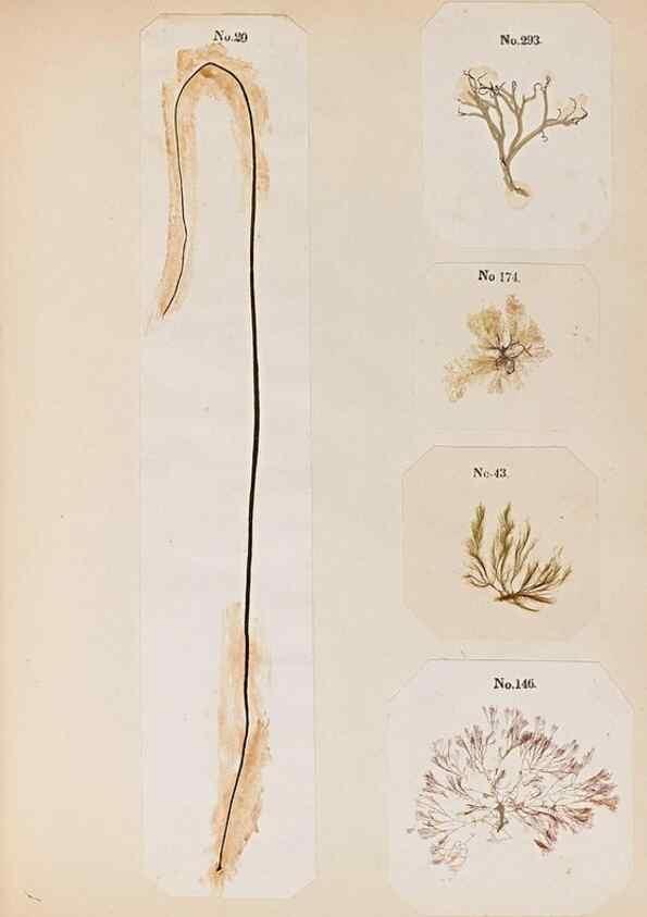 Reproducción/Reproduction 32897205857: Algae and corallines of the bay & harbor of New York /. New York :G.P. Putnam,1850.. 