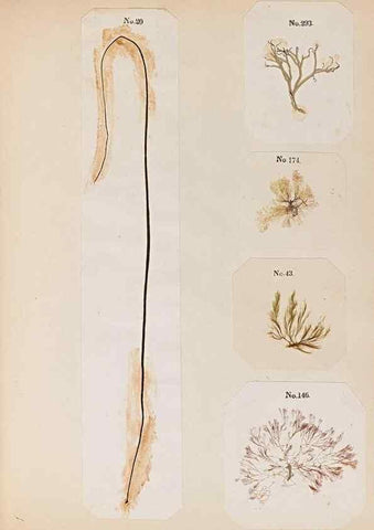 Reproducción/Reproduction 32897205857: Algae and corallines of the bay & harbor of New York /. New York :G.P. Putnam,1850.. 