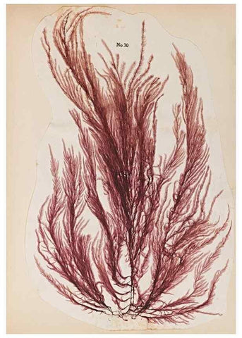 Reproducción/Reproduction 47841158221: Algae and corallines of the bay & harbor of New York /. New York :G.P. Putnam,1850.. 