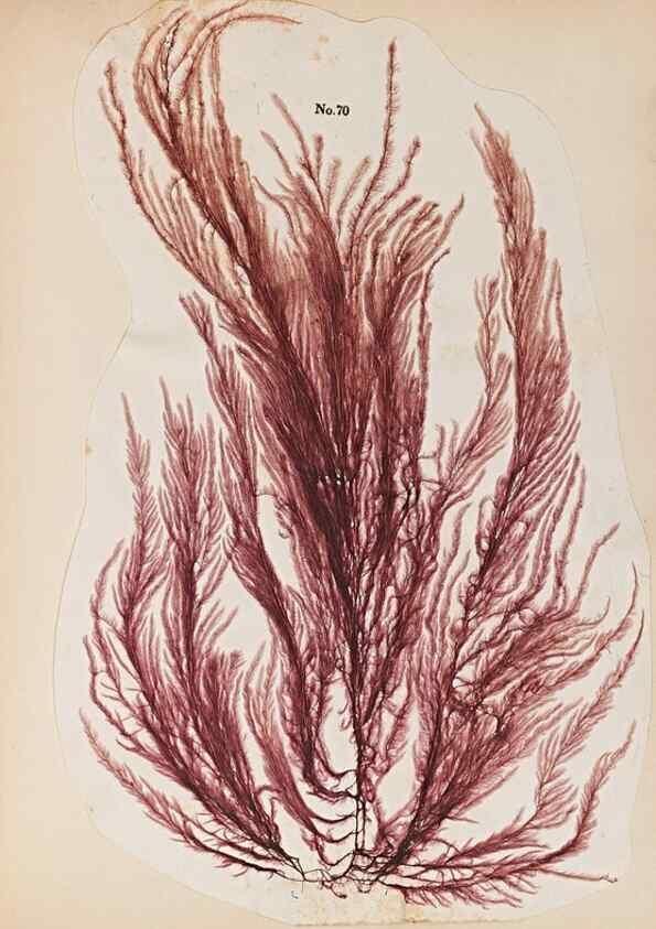 Reproducción/Reproduction 47841158221: Algae and corallines of the bay & harbor of New York /. New York :G.P. Putnam,1850.. 