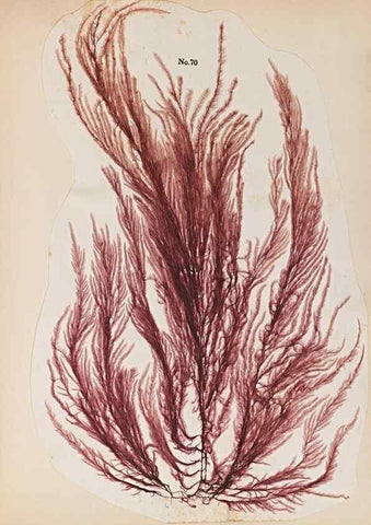 Reproducción/Reproduction 47841158221: Algae and corallines of the bay & harbor of New York /. New York :G.P. Putnam,1850.. 